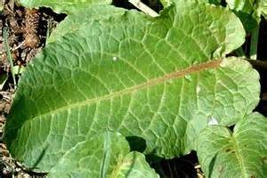 Broad leaved docks