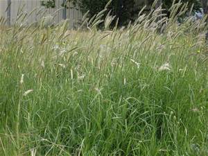 Feathertop Rhodes Grass