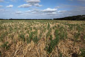 Fleabane