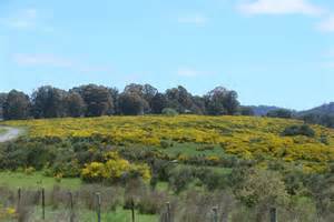 Gorse