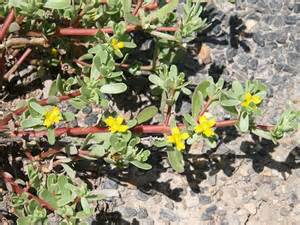 Pigweed