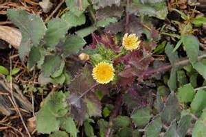 Sow thistle