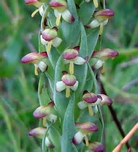 african weed orchid