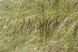 chilean needle grass