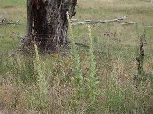 great mullein