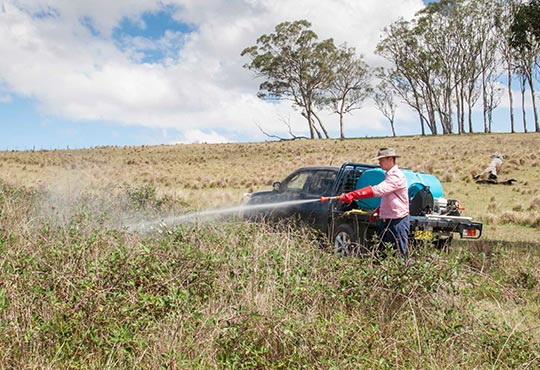Spraying blackberry