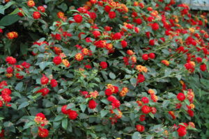 Red and yellow lantana flowers