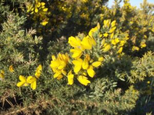 gorse flower