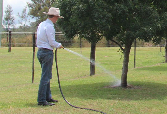 tree watering