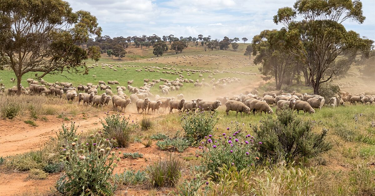 Australian sheep feeding in pasture with visible weed growth.
