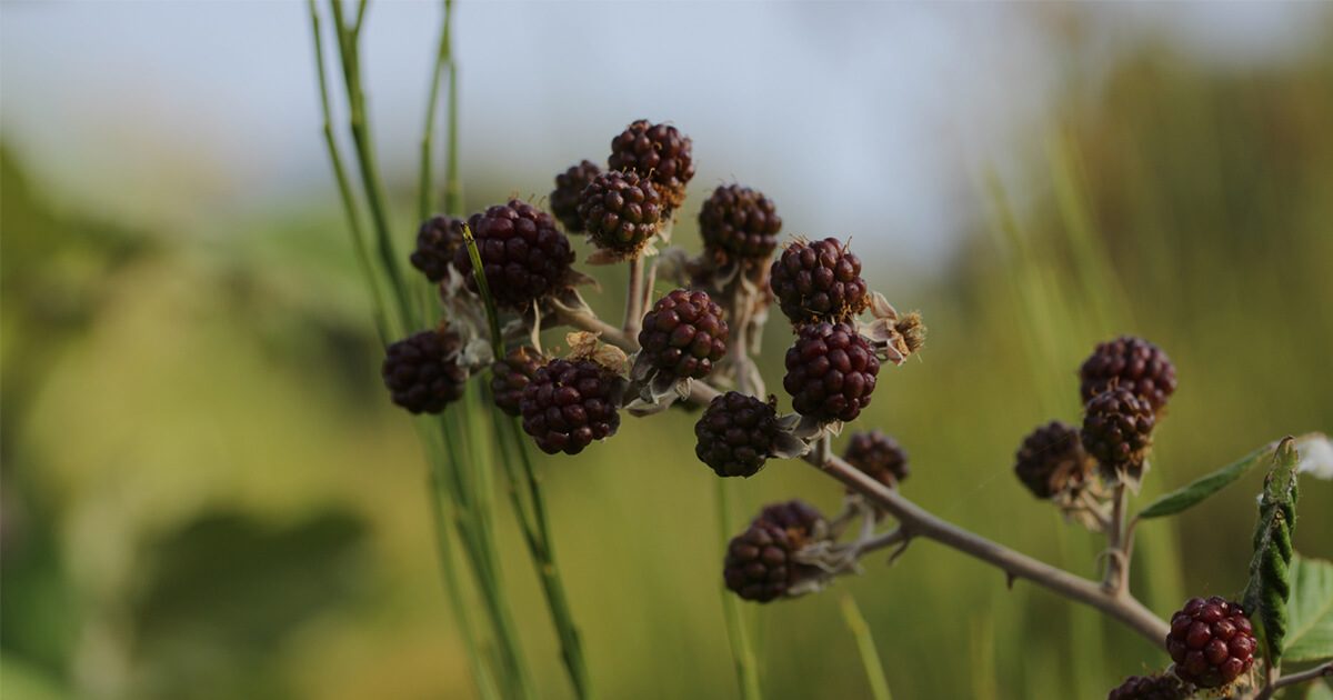Dense blackberry weed infestation showing thorny bramble growth spreading across paddock and fence line, highlighting invasive blackberry control problem in Australia.