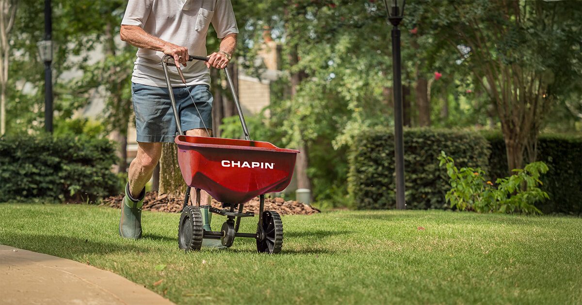 Man using a Chapin push spreader to evenly apply fertiliser across a garden lawn