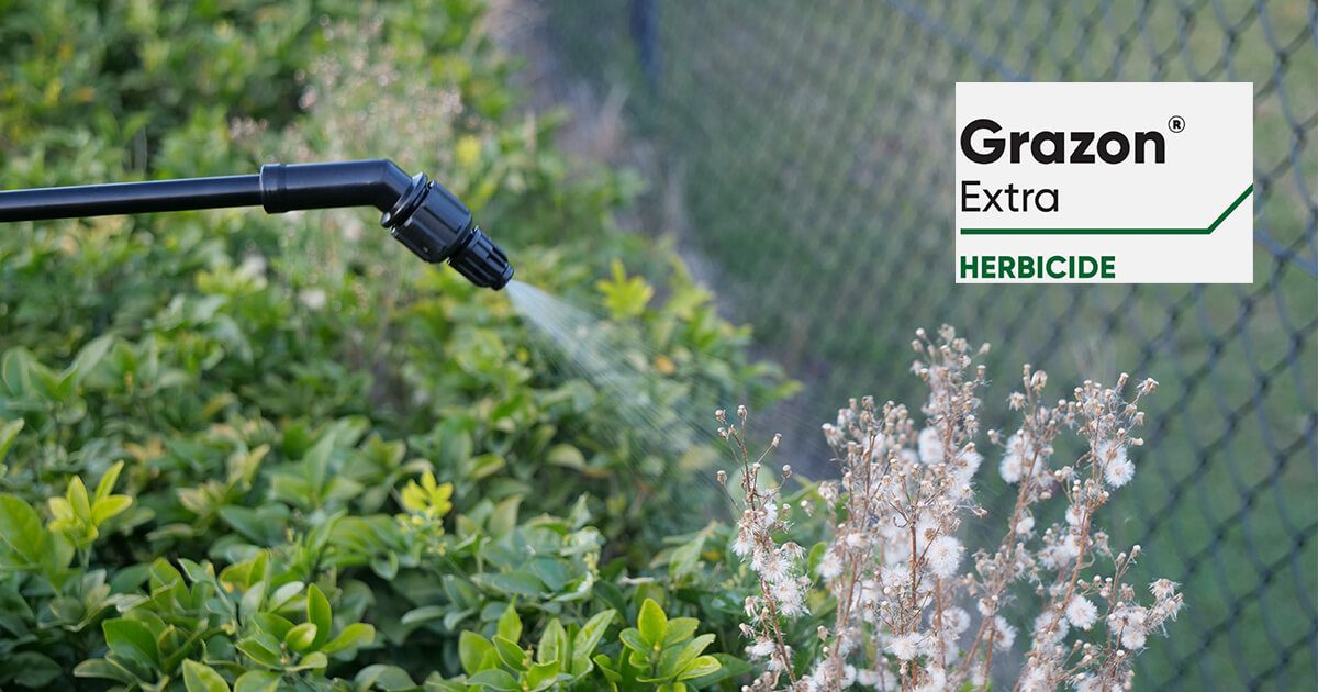 Weed being sprayed with herbicide using a spray gun with Grazon Extra logo, demonstrating targeted weed control application