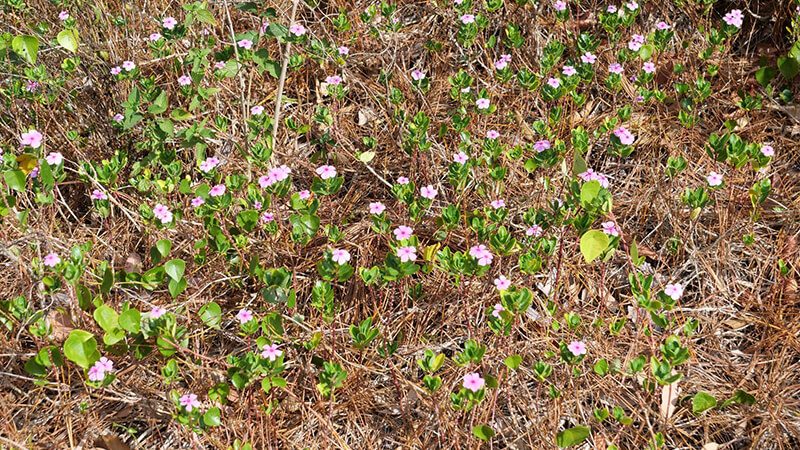 Lantana weed growing densely in a rural Australian environment, showing the invasive plant species commonly targeted in weed control programs.